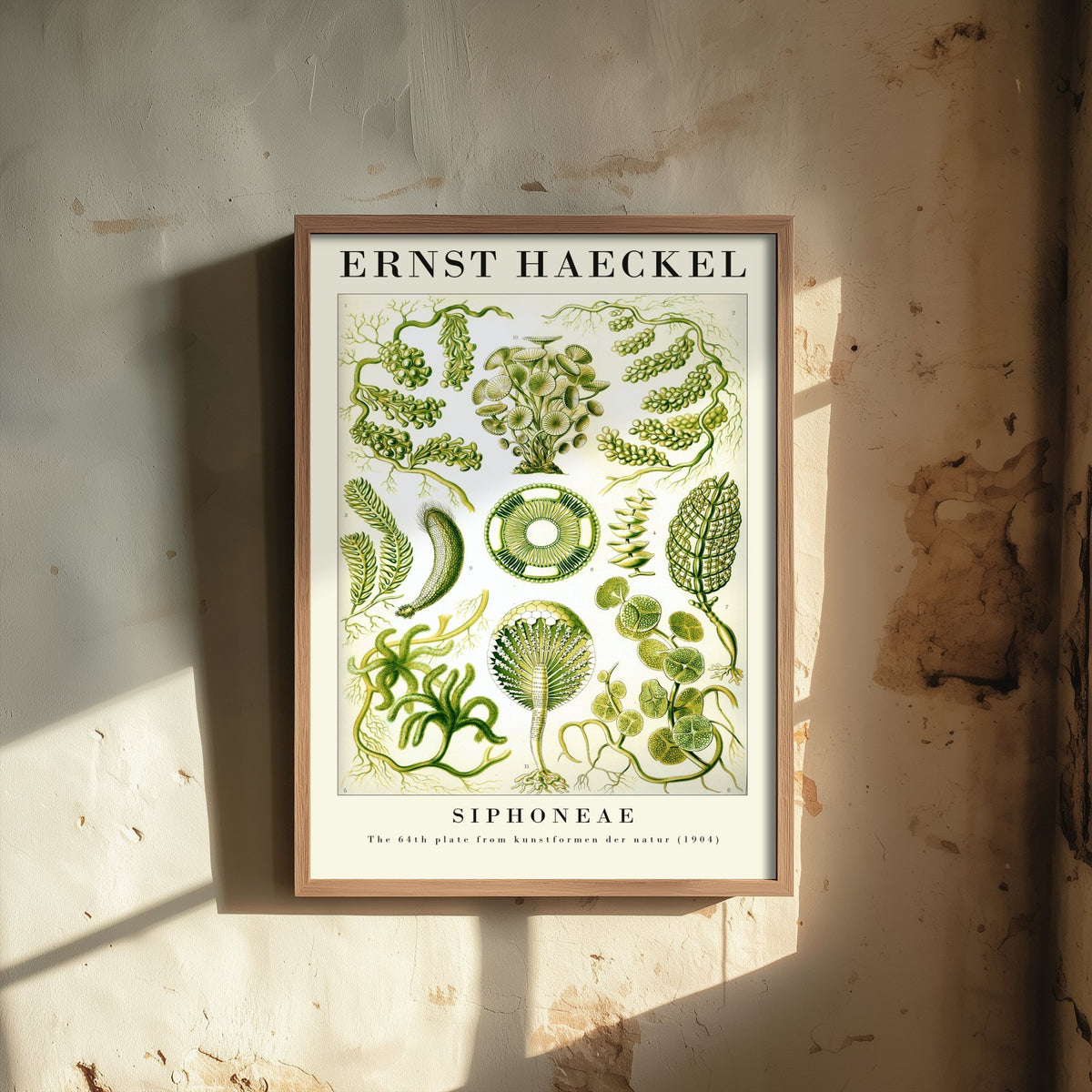 Green Algae Art Print - Ernst Haeckel Poster - Siphoneae Plate 64 - Art Forms in Nature Vintage Illustration