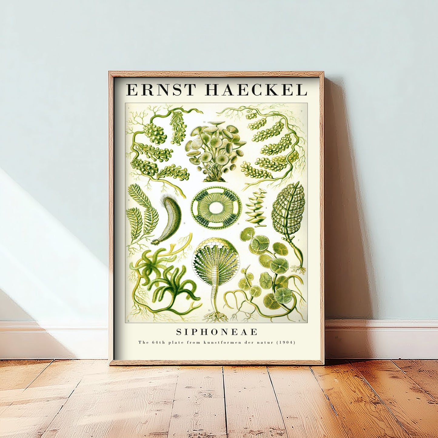 Green Algae Art Print - Ernst Haeckel Poster - Siphoneae Plate 64 - Art Forms in Nature Vintage Illustration