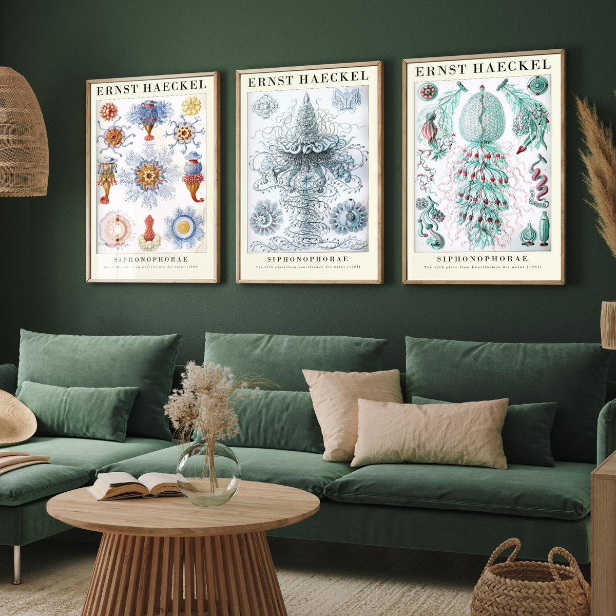Ernst Haeckel Set of Three Gallery Art Prints - 3 Siphonophore Jellyfish Posters - Vintage Colonial Jelly Ocean Illustration