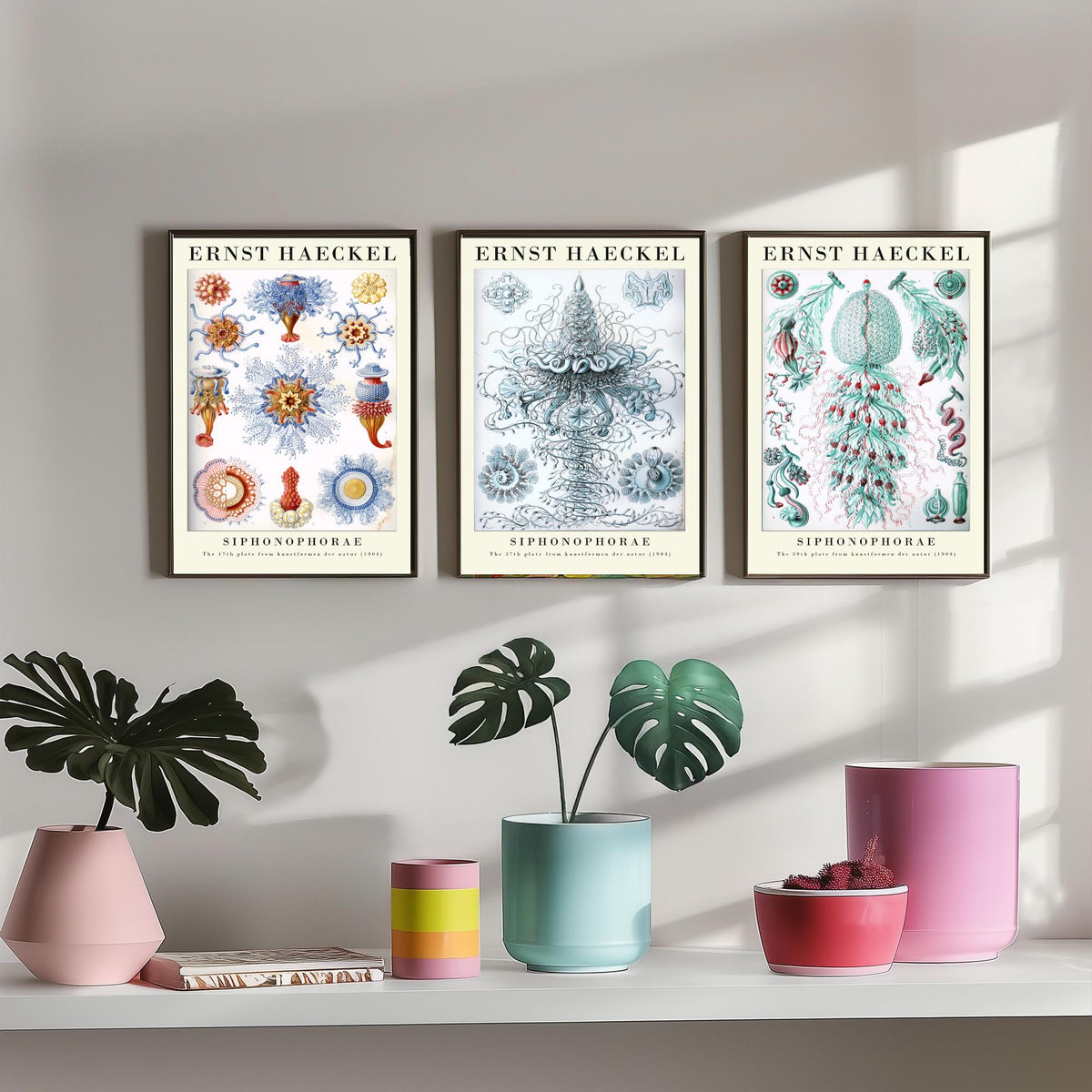 Ernst Haeckel Set of Three Gallery Art Prints - 3 Siphonophore Jellyfish Posters - Vintage Colonial Jelly Ocean Illustration