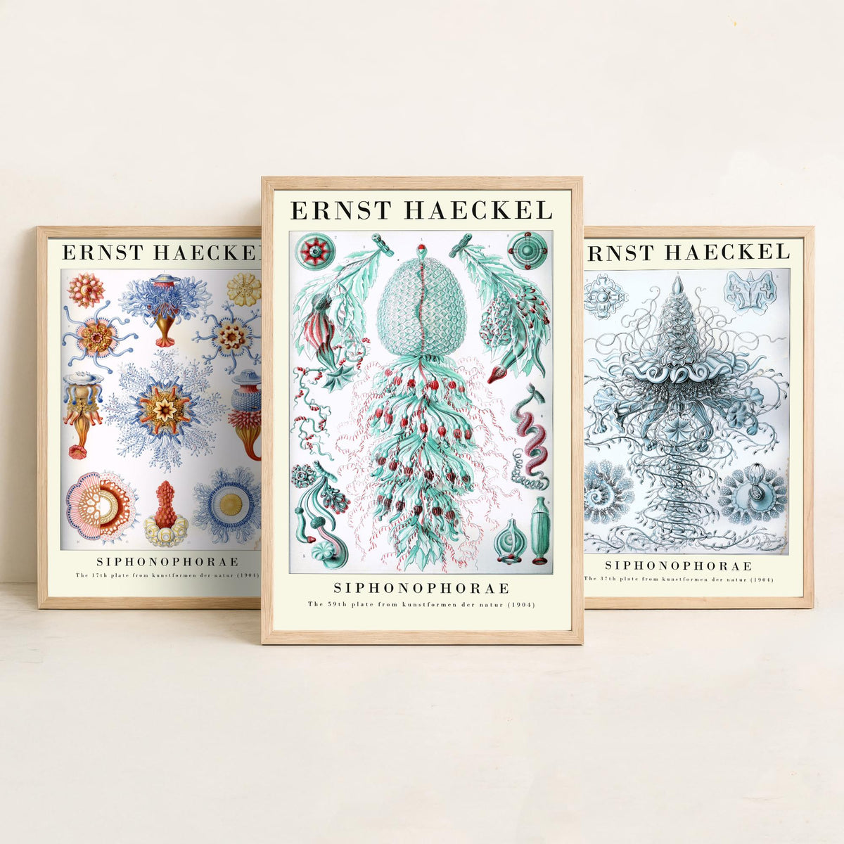 Ernst Haeckel Set of Three Gallery Art Prints - 3 Siphonophore Jellyfish Posters - Vintage Colonial Jelly Ocean Illustration