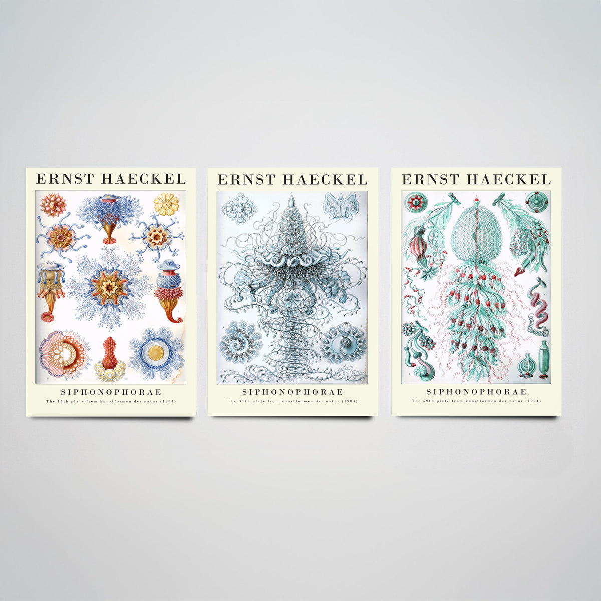 Ernst Haeckel Set of Three Gallery Art Prints - 3 Siphonophore Jellyfish Posters - Vintage Colonial Jelly Ocean Illustration