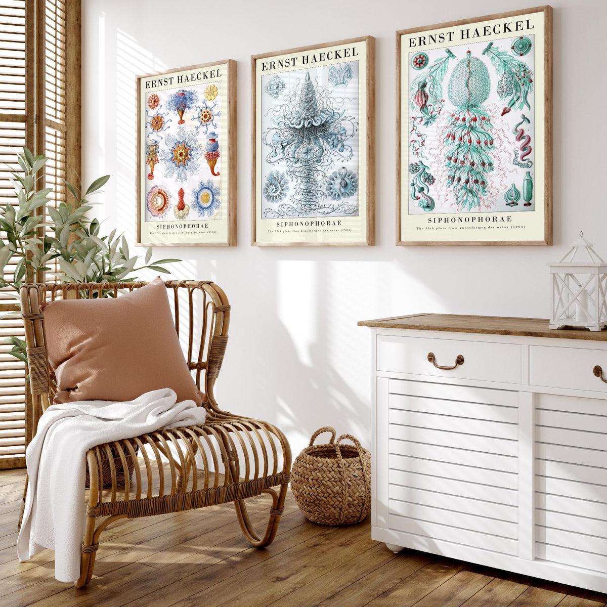 Ernst Haeckel Set of Three Gallery Art Prints - 3 Siphonophore Jellyfish Posters - Vintage Colonial Jelly Ocean Illustration