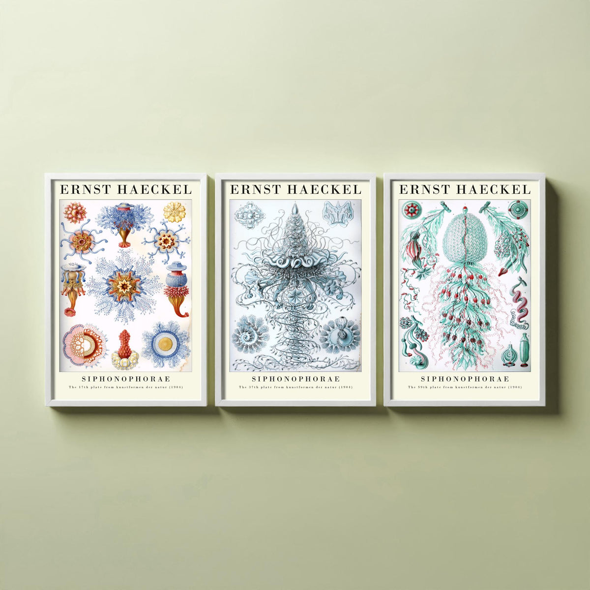 Ernst Haeckel Set of Three Gallery Art Prints - 3 Siphonophore Jellyfish Posters - Vintage Colonial Jelly Ocean Illustration