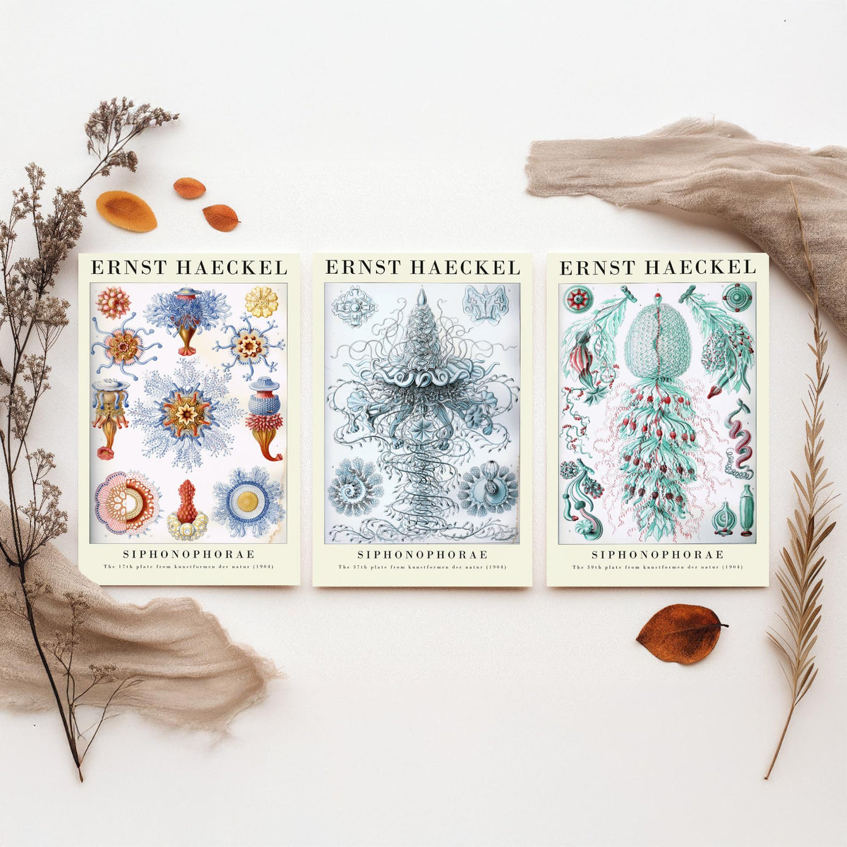 Ernst Haeckel Set of Three Gallery Art Prints - 3 Siphonophore Jellyfish Posters - Vintage Colonial Jelly Ocean Illustration