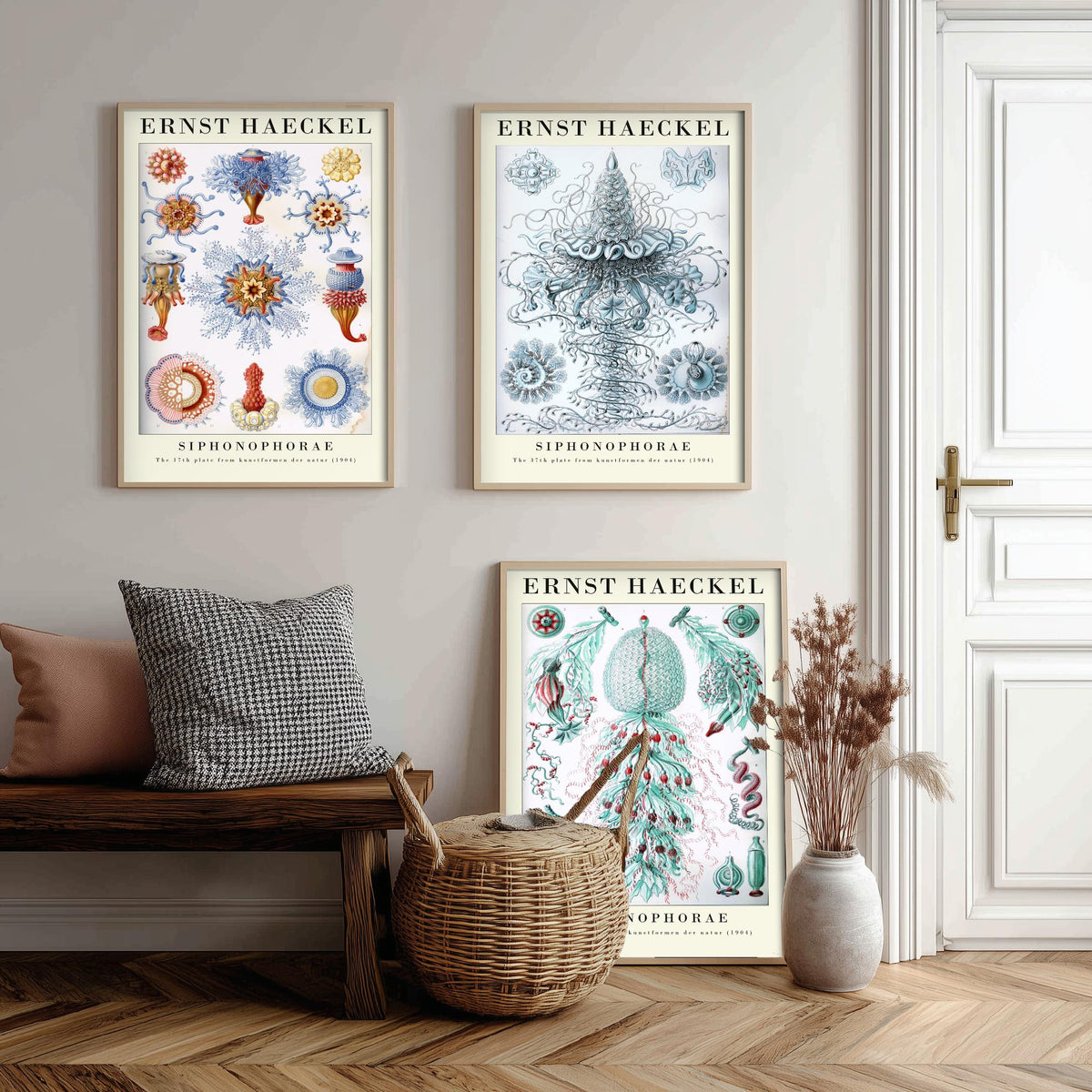 Ernst Haeckel Set of Three Gallery Art Prints - 3 Siphonophore Jellyfish Posters - Vintage Colonial Jelly Ocean Illustration