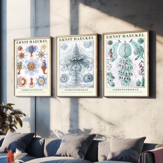 Ernst Haeckel Set of Three Gallery Art Prints - 3 Siphonophore Jellyfish Posters - Vintage Colonial Jelly Ocean Illustration