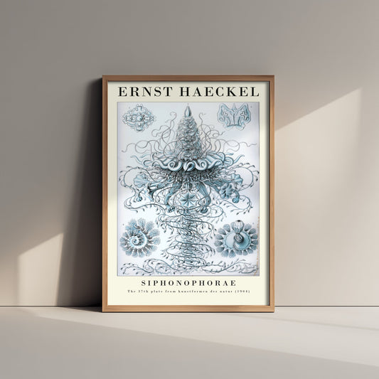 Siphonophores Art Print - Ernst Haeckel Poster - Blue Siphonophorae Plate 37 - Art Forms in Nature Vintage Illustration