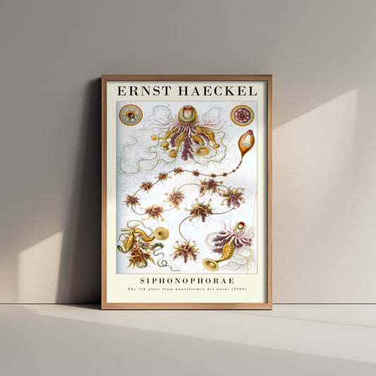 Siphonophores Art Print - Ernst Haeckel Poster - Golden Siphonophorae Plate 7 - Art Forms in Nature Vintage Illustration