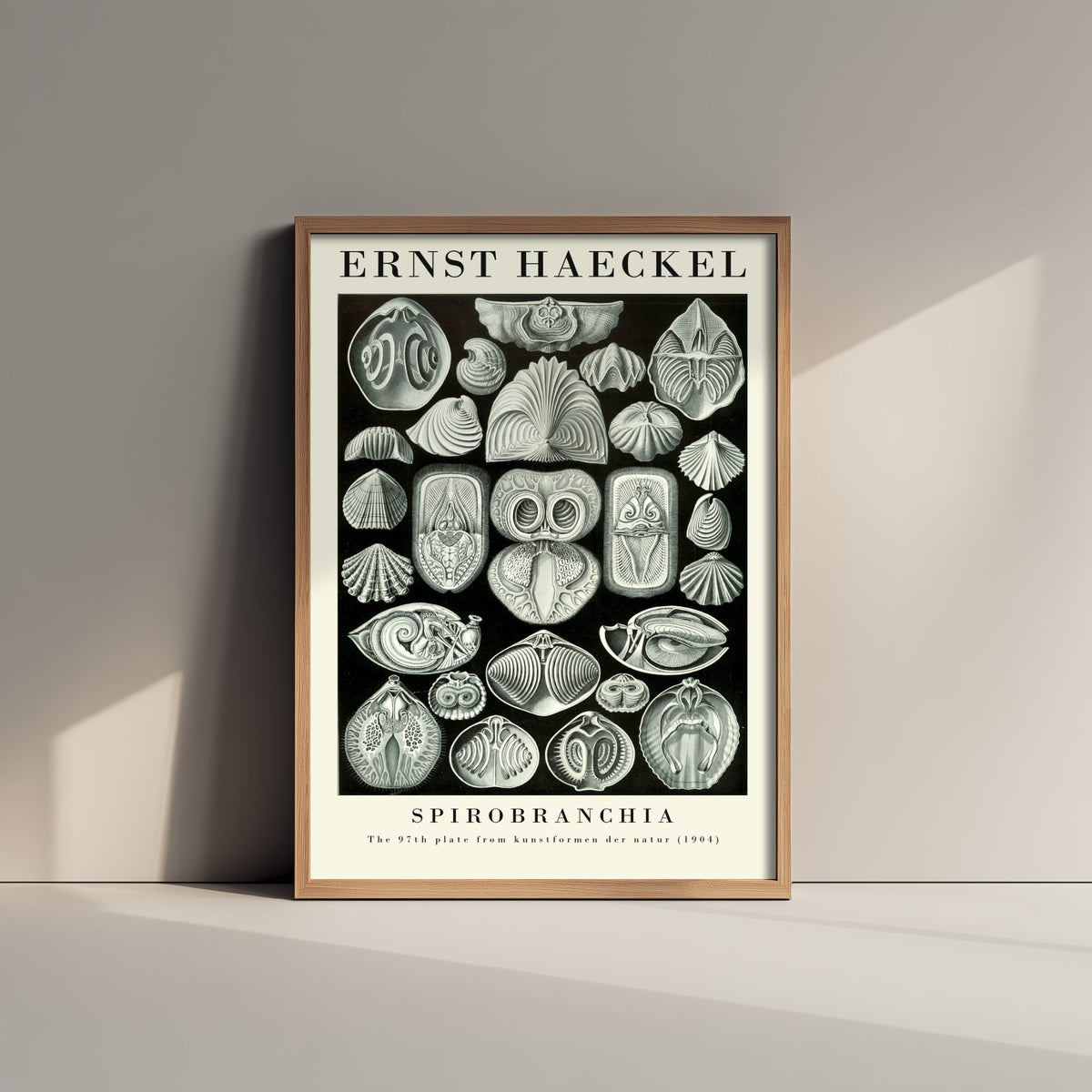 Fanworms Art Print - Ernst Haeckel Poster - Spirobranchia Plate 97 - Art Forms in Nature Vintage Illustration