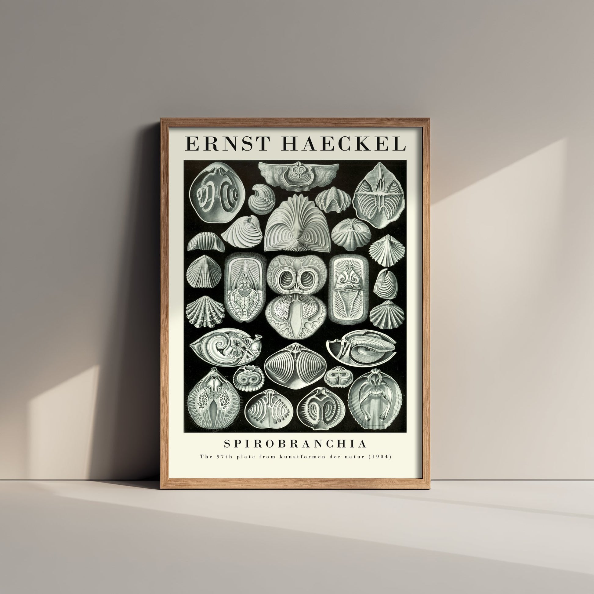 Fanworms Art Print - Ernst Haeckel Poster - Spirobranchia Plate 97 - Art Forms in Nature Vintage Illustration