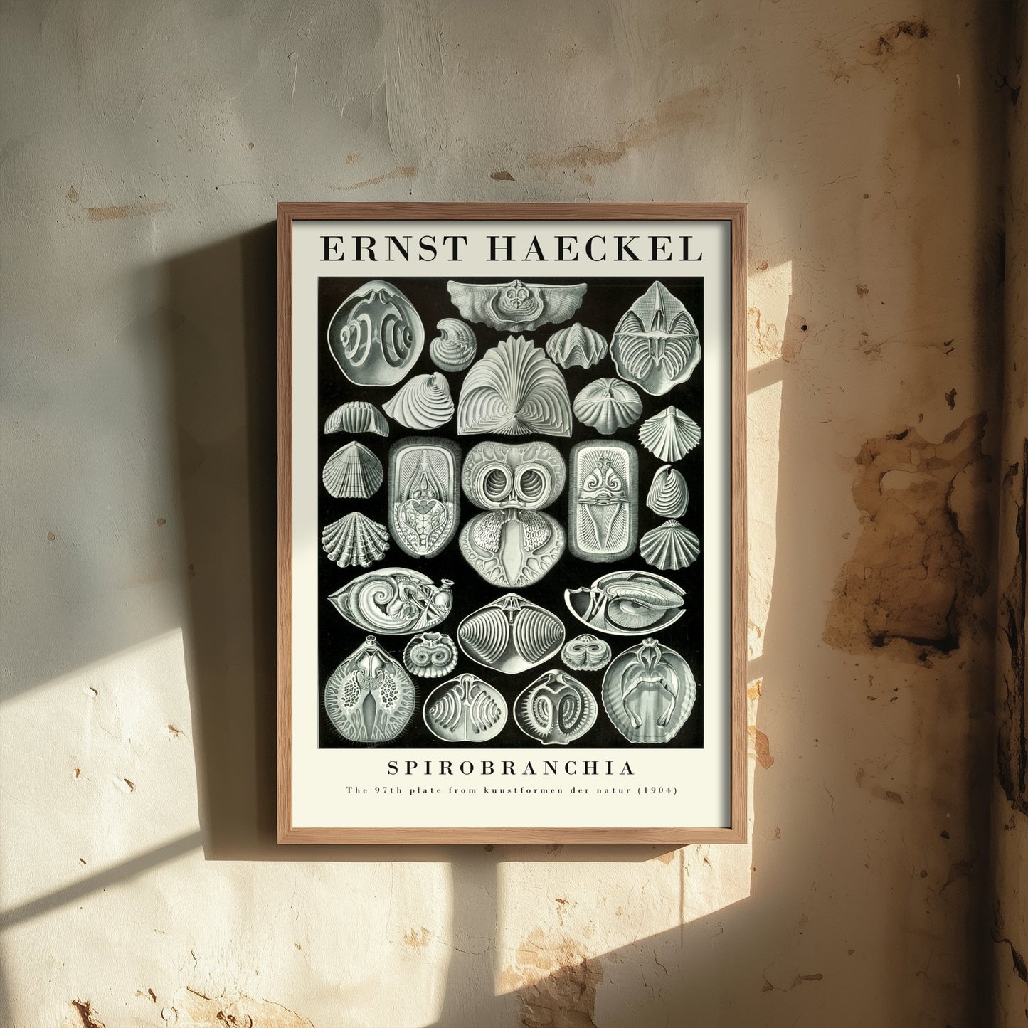 Fanworms Art Print - Ernst Haeckel Poster - Spirobranchia Plate 97 - Art Forms in Nature Vintage Illustration