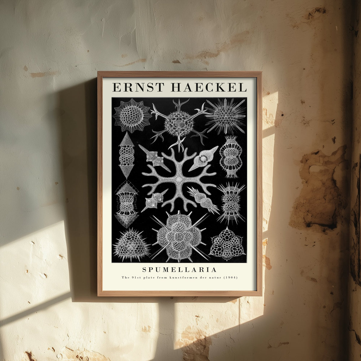 Radiolarians Art Print - Ernst Haeckel Poster - Spumellaria Plate 91 - Art Forms in Nature Vintage Illustration