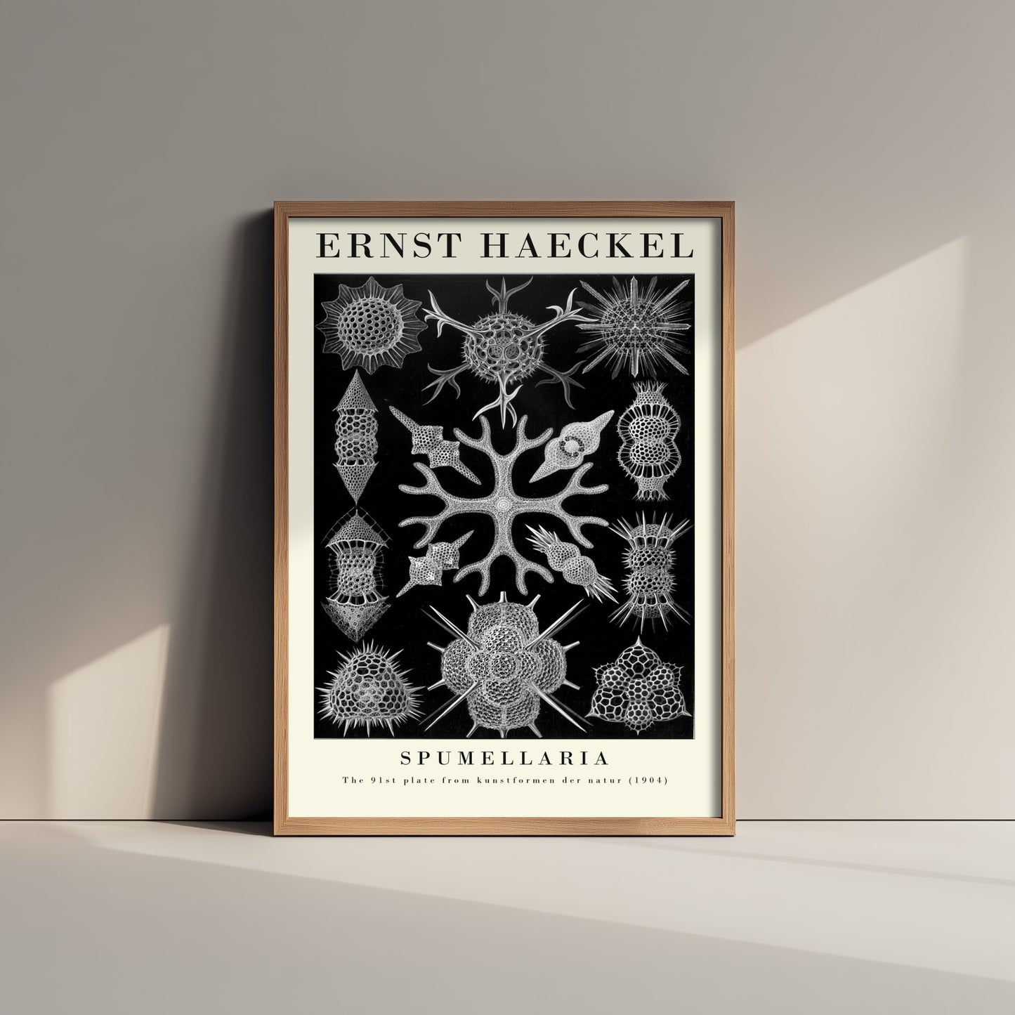 Radiolarians Art Print - Ernst Haeckel Poster - Spumellaria Plate 91 - Art Forms in Nature Vintage Illustration