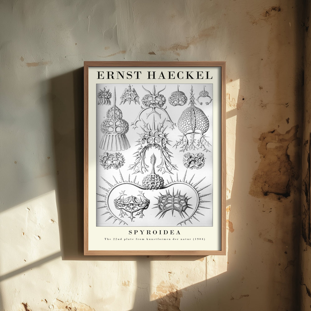 Radiolarians Art Print - Ernst Haeckel Poster - Spyroidea Plate 22 - Art Forms in Nature Vintage Illustration