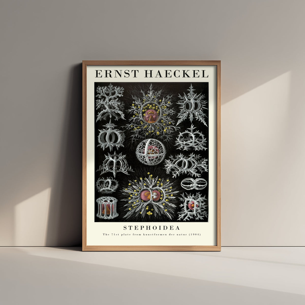 Radiolarians Art Print - Ernst Haeckel Poster - Stephoidea Plate 71 - Art Forms in Nature Vintage Illustration