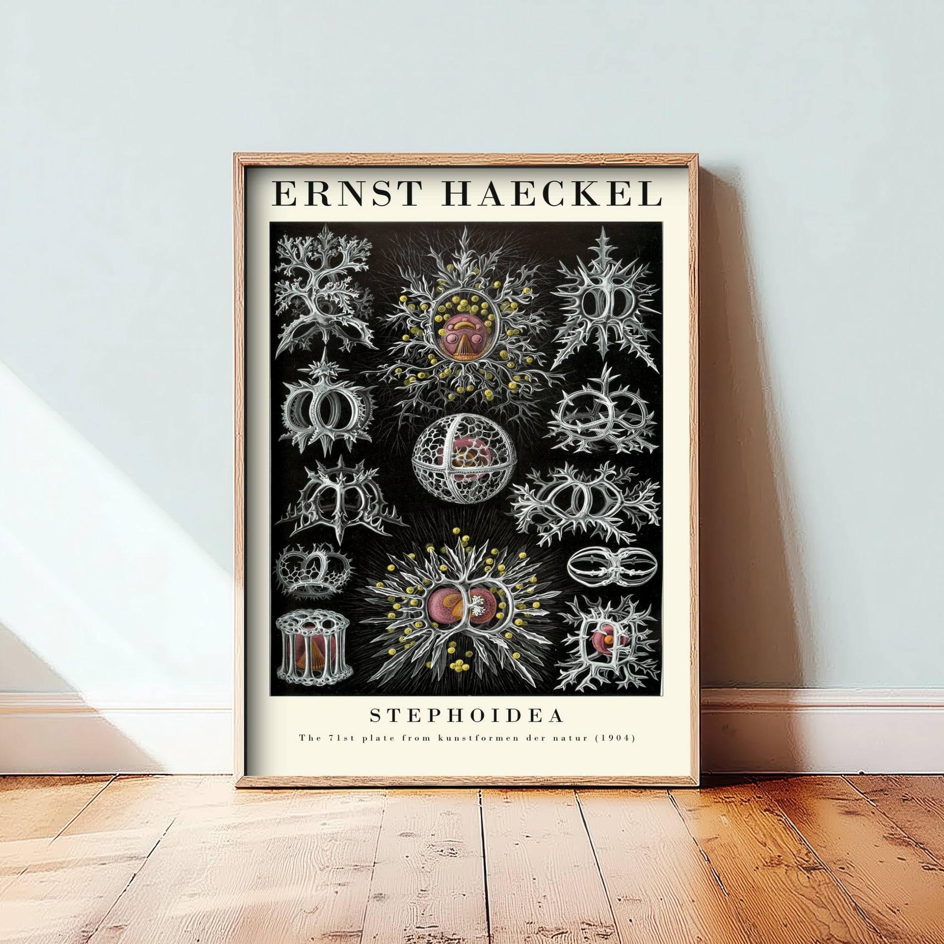 Radiolarians Art Print - Ernst Haeckel Poster - Stephoidea Plate 71 - Art Forms in Nature Vintage Illustration