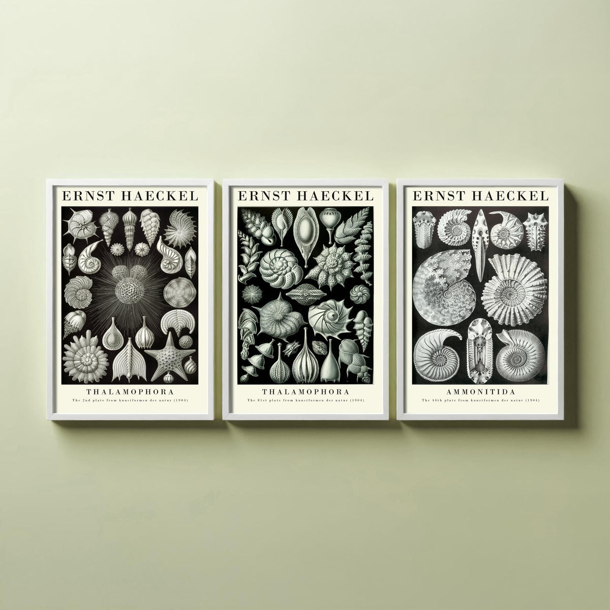 Ernst Haeckel Set of Three Gallery Art Prints - 3 Foraminifera Ammonite Shell Posters - Vintage Fossil Ocean Illustration