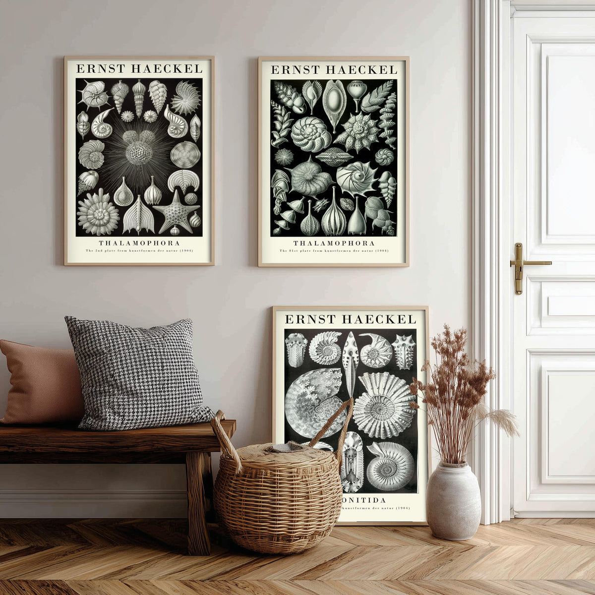 Ernst Haeckel Set of Three Gallery Art Prints - 3 Foraminifera Ammonite Shell Posters - Vintage Fossil Ocean Illustration