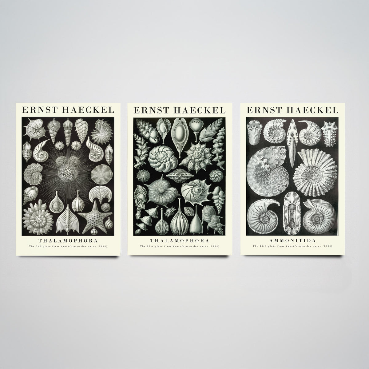 Ernst Haeckel Set of Three Gallery Art Prints - 3 Foraminifera Ammonite Shell Posters - Vintage Fossil Ocean Illustration
