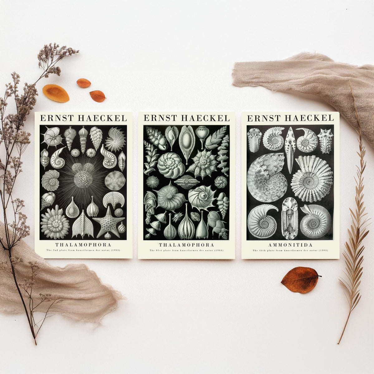 Ernst Haeckel Set of Three Gallery Art Prints - 3 Foraminifera Ammonite Shell Posters - Vintage Fossil Ocean Illustration