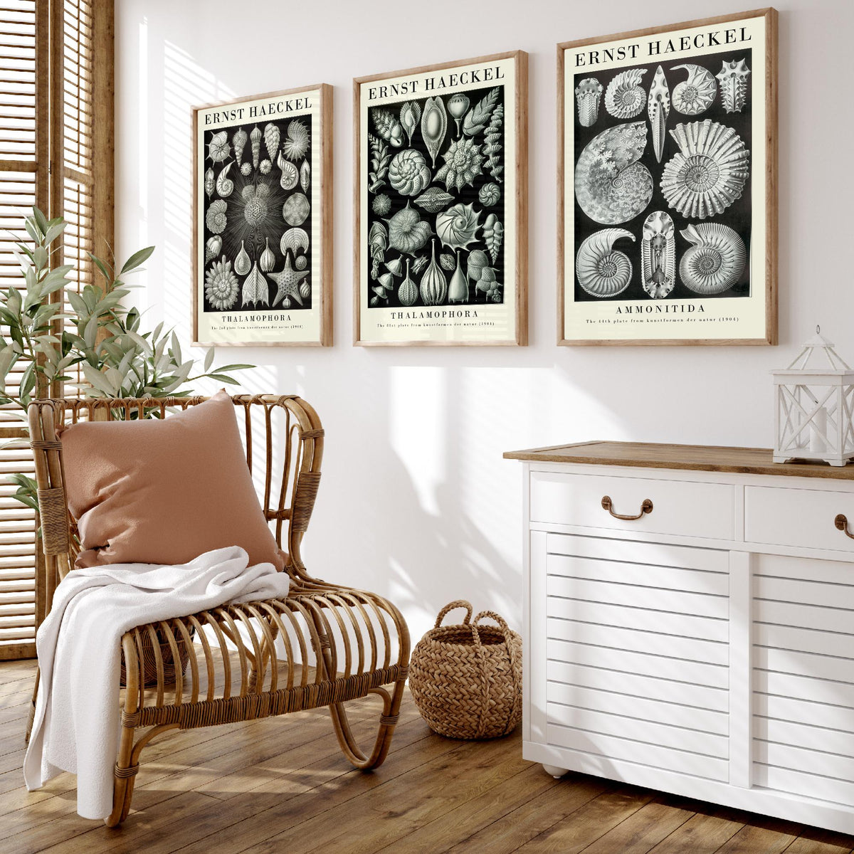 Ernst Haeckel Set of Three Gallery Art Prints - 3 Foraminifera Ammonite Shell Posters - Vintage Fossil Ocean Illustration