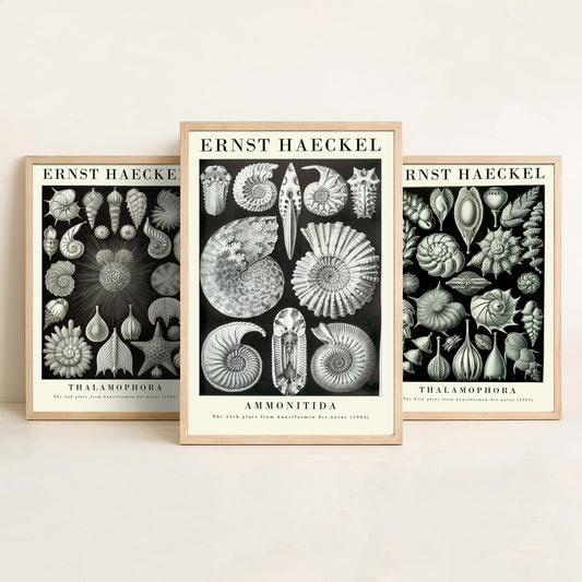 Ernst Haeckel Set of Three Gallery Art Prints - 3 Foraminifera Ammonite Shell Posters - Vintage Fossil Ocean Illustration