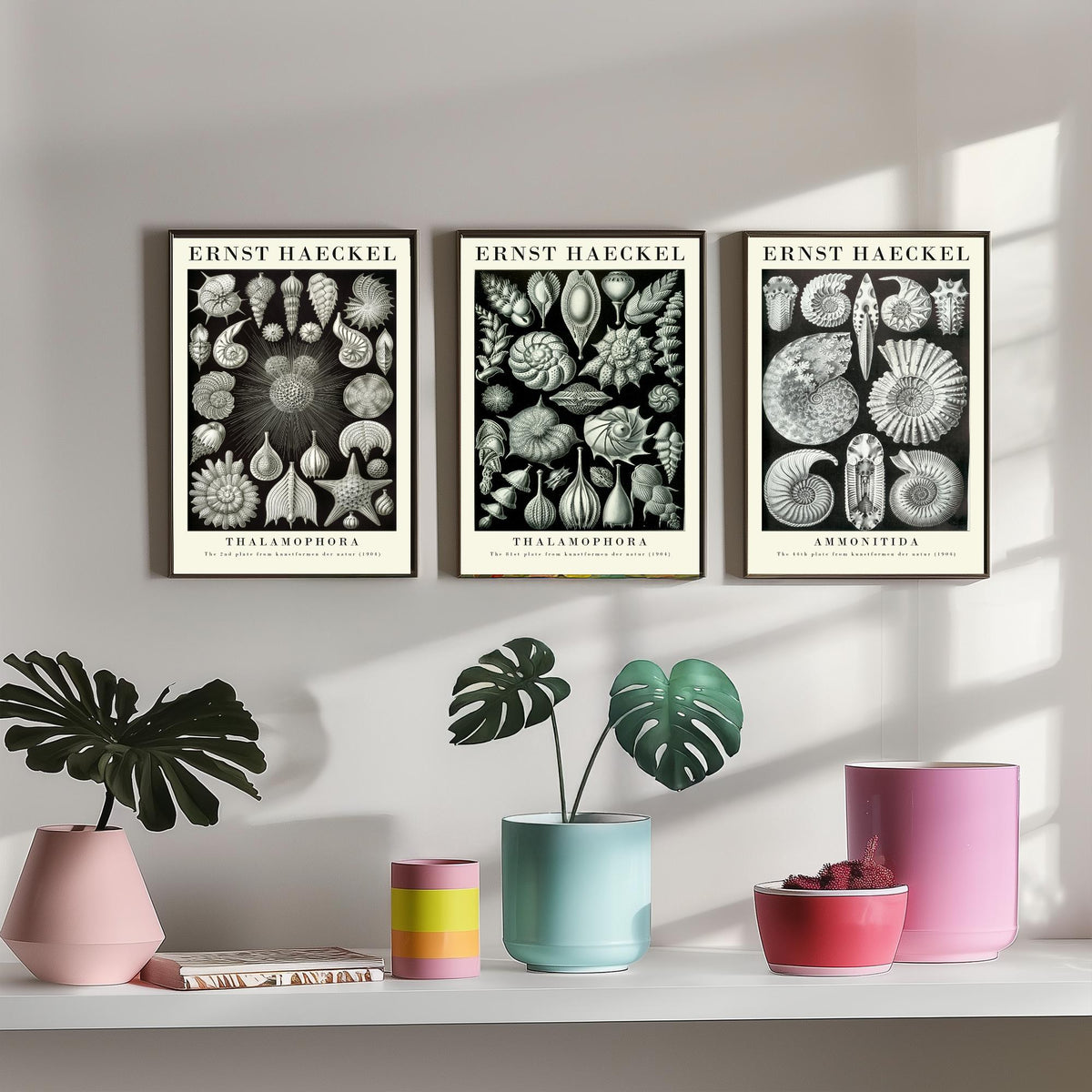Ernst Haeckel Set of Three Gallery Art Prints - 3 Foraminifera Ammonite Shell Posters - Vintage Fossil Ocean Illustration