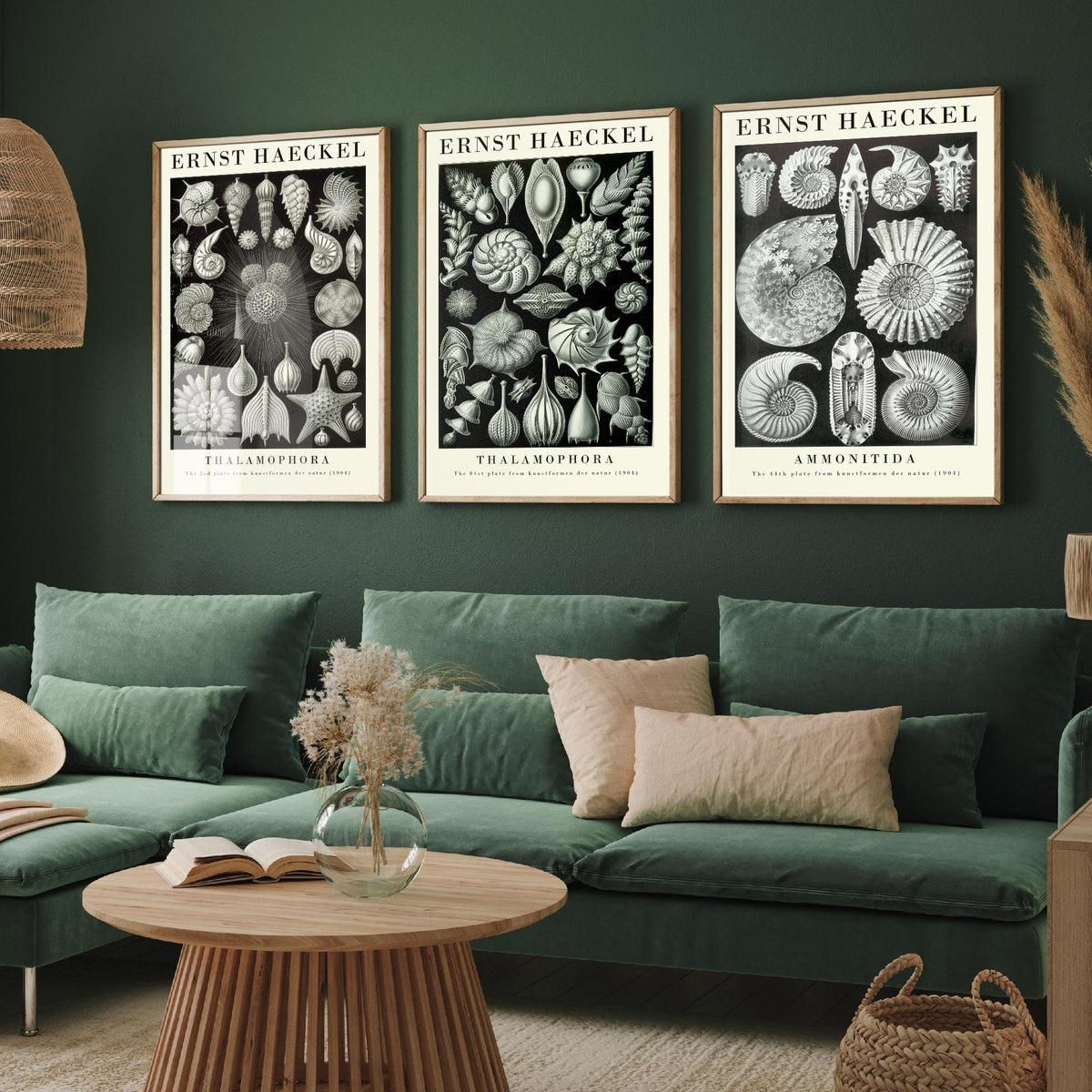 Ernst Haeckel Set of Three Gallery Art Prints - 3 Foraminifera Ammonite Shell Posters - Vintage Fossil Ocean Illustration