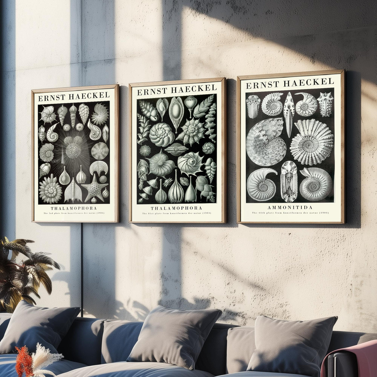Ernst Haeckel Set of Three Gallery Art Prints - 3 Foraminifera Ammonite Shell Posters - Vintage Fossil Ocean Illustration