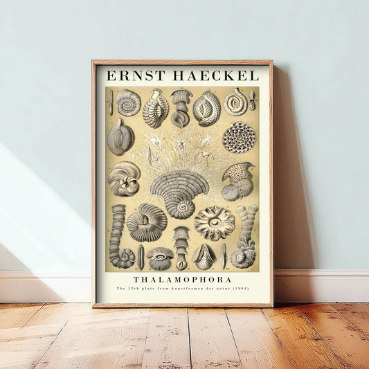 Foraminifera Art Print - Ernst Haeckel Poster - Thalamophora Plate 12 - Art Forms in Nature Vintage Illustration