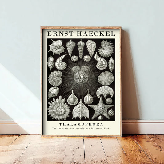 Foraminifera Shells Art Print - Ernst Haeckel Poster - Thalamophora Plate 2 - Art Forms in Nature Vintage Illustration