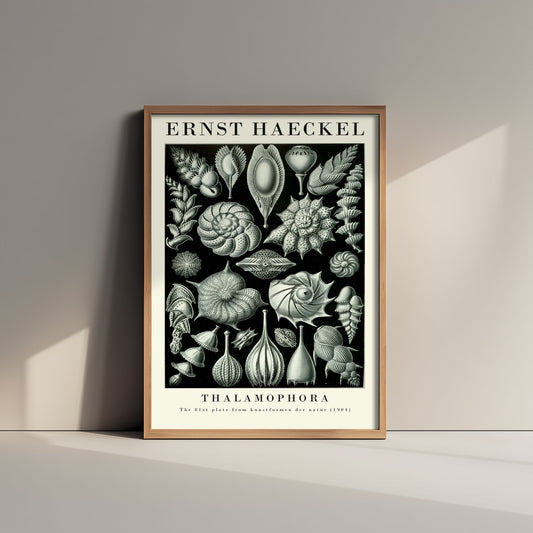 Foraminifera Microfossils Art Print - Ernst Haeckel Poster - Thalamophora Plate 81 - Art Forms in Nature Vintage Illustration