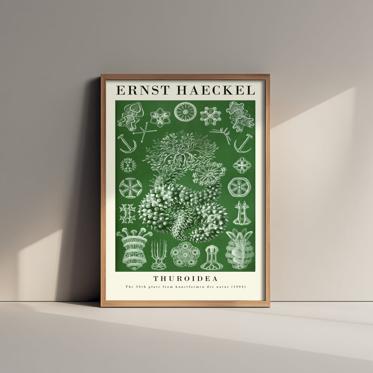 Sea Cucumbers Art Print - Ernst Haeckel Poster - Thuroidea Plate 50 - Art Forms in Nature Vintage Illustration