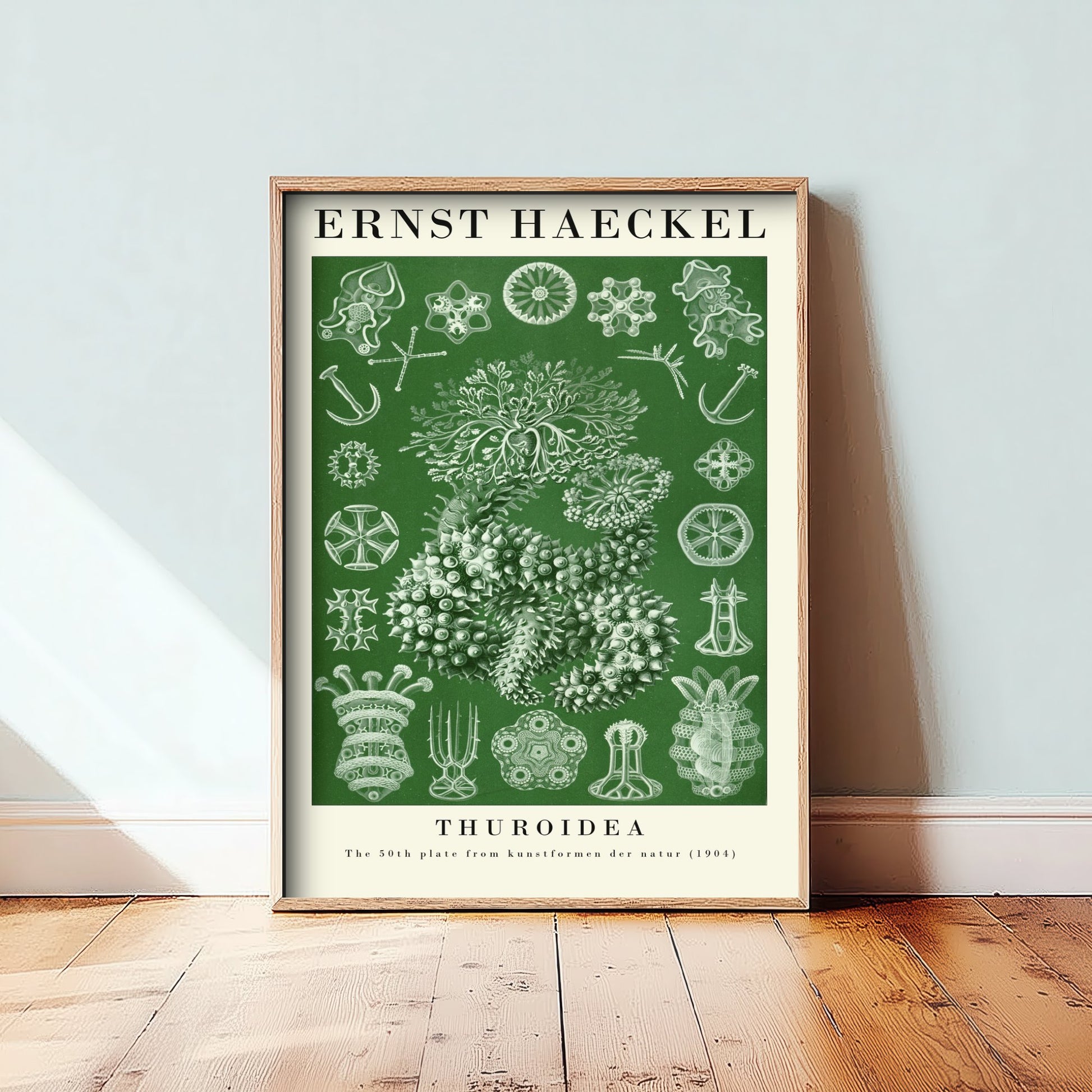 Sea Cucumbers Art Print - Ernst Haeckel Poster - Thuroidea Plate 50 - Art Forms in Nature Vintage Illustration