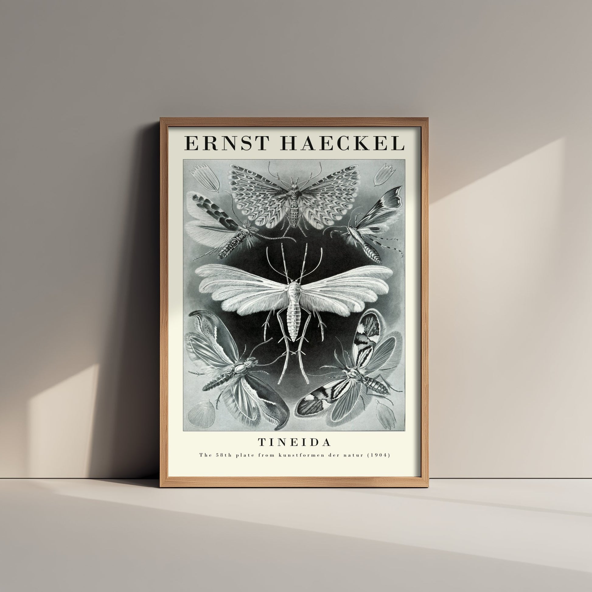 Moths Art Print - Ernst Haeckel Poster - Tineida Plate 58 - Art Forms in Nature Vintage Illustration