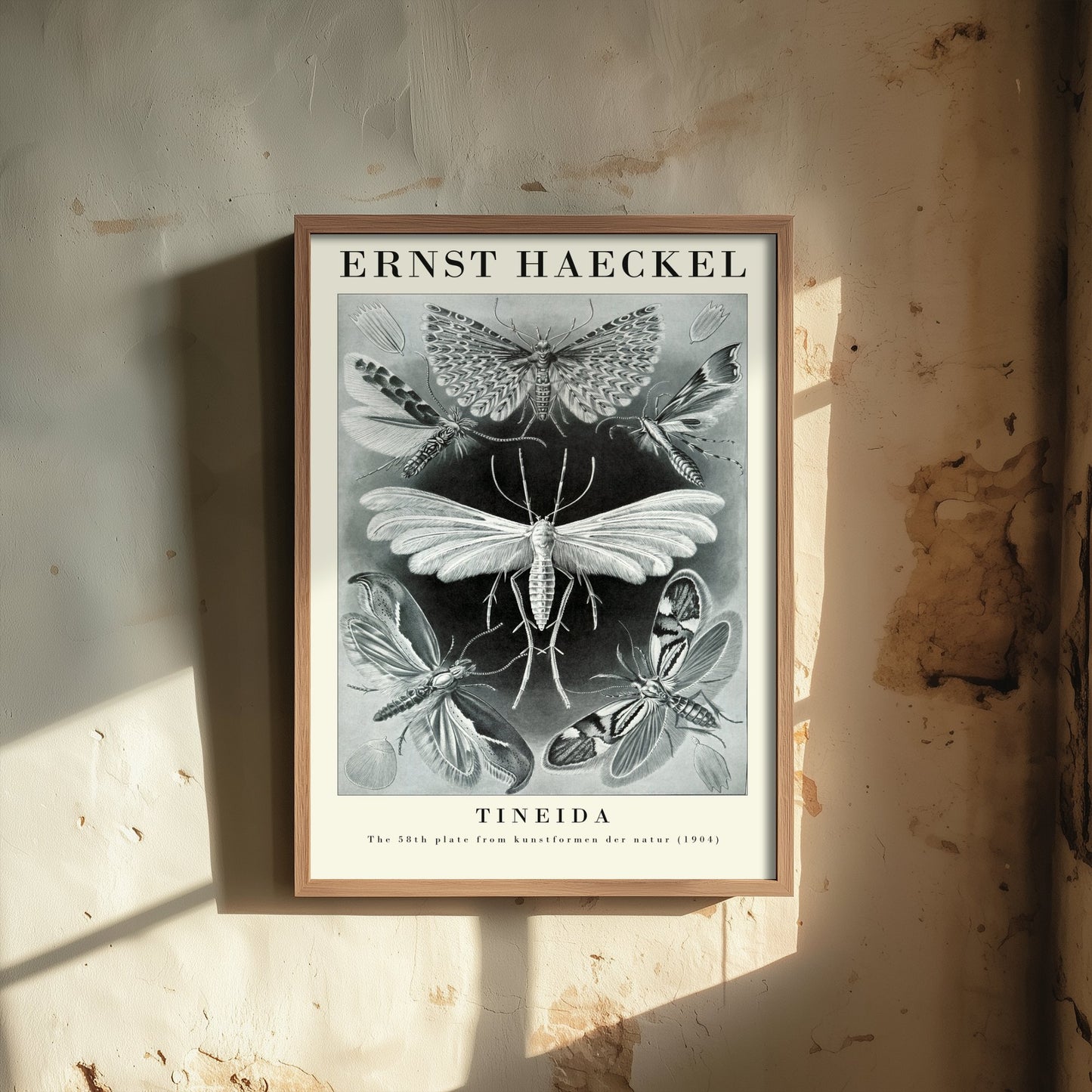 Moths Art Print - Ernst Haeckel Poster - Tineida Plate 58 - Art Forms in Nature Vintage Illustration