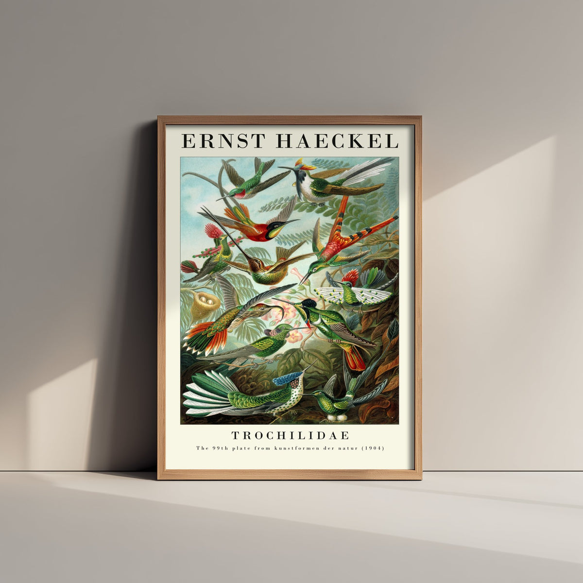 Hummingbirds Art Print - Ernst Haeckel Poster - Trochilidae Plate 99 - Art Forms in Nature Vintage Illustration