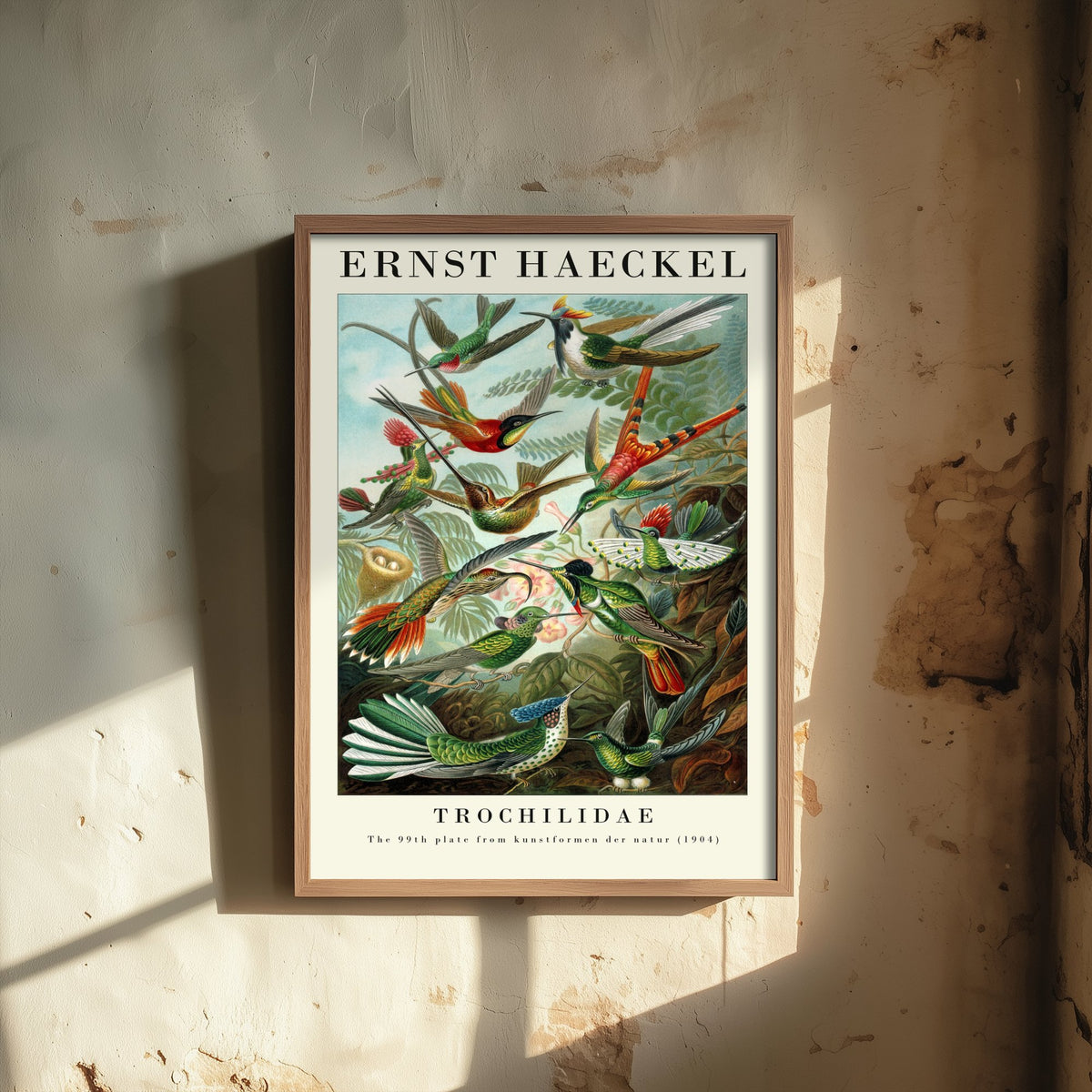 Hummingbirds Art Print - Ernst Haeckel Poster - Trochilidae Plate 99 - Art Forms in Nature Vintage Illustration
