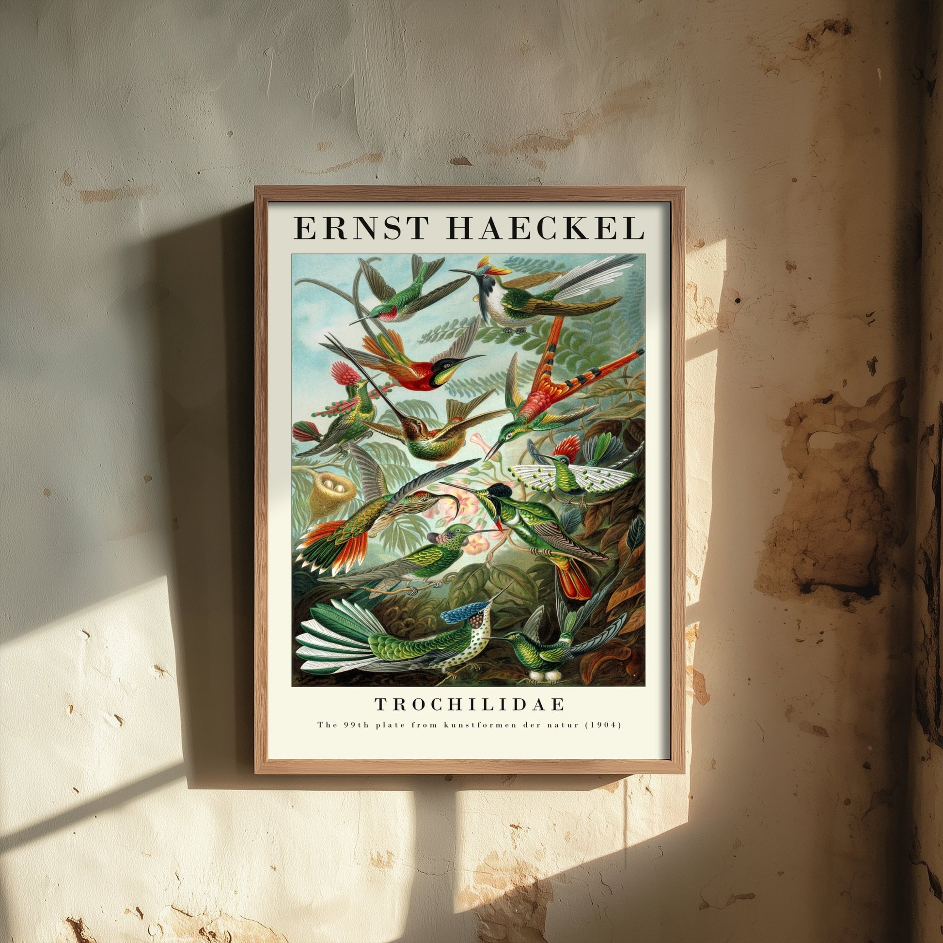 Hummingbirds Art Print - Ernst Haeckel Poster - Trochilidae Plate 99 - Art Forms in Nature Vintage Illustration