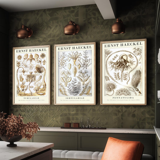 Ernst Haeckel Set of Three Gallery Art Prints - 3 Hydroid Sea Fir Sea Pen Posters - Vintage Coral Ocean Illustration