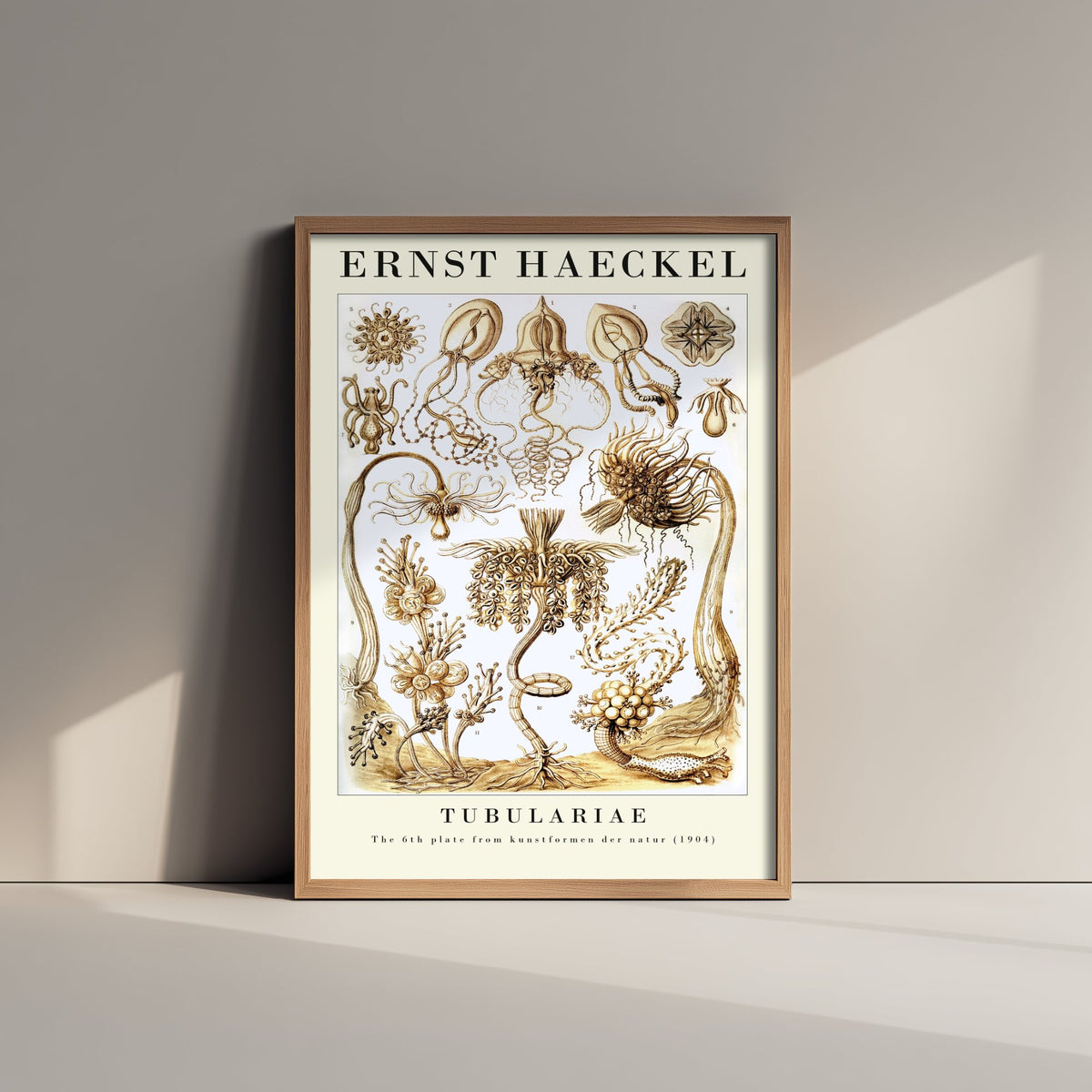 Hydroids Art Print - Ernst Haeckel Poster - Tubulariae Plate 6 - Art Forms in Nature Vintage Illustration