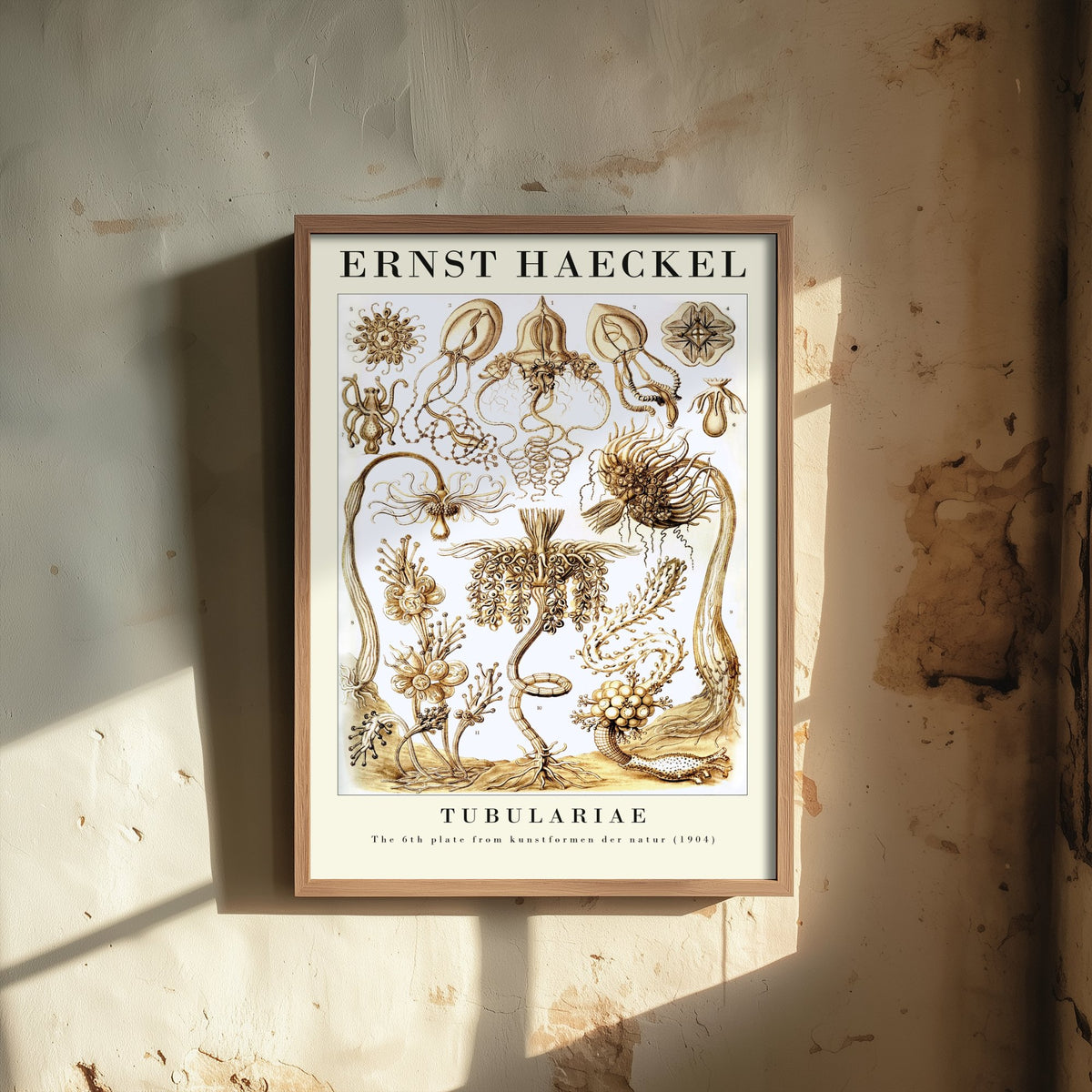 Hydroids Art Print - Ernst Haeckel Poster - Tubulariae Plate 6 - Art Forms in Nature Vintage Illustration