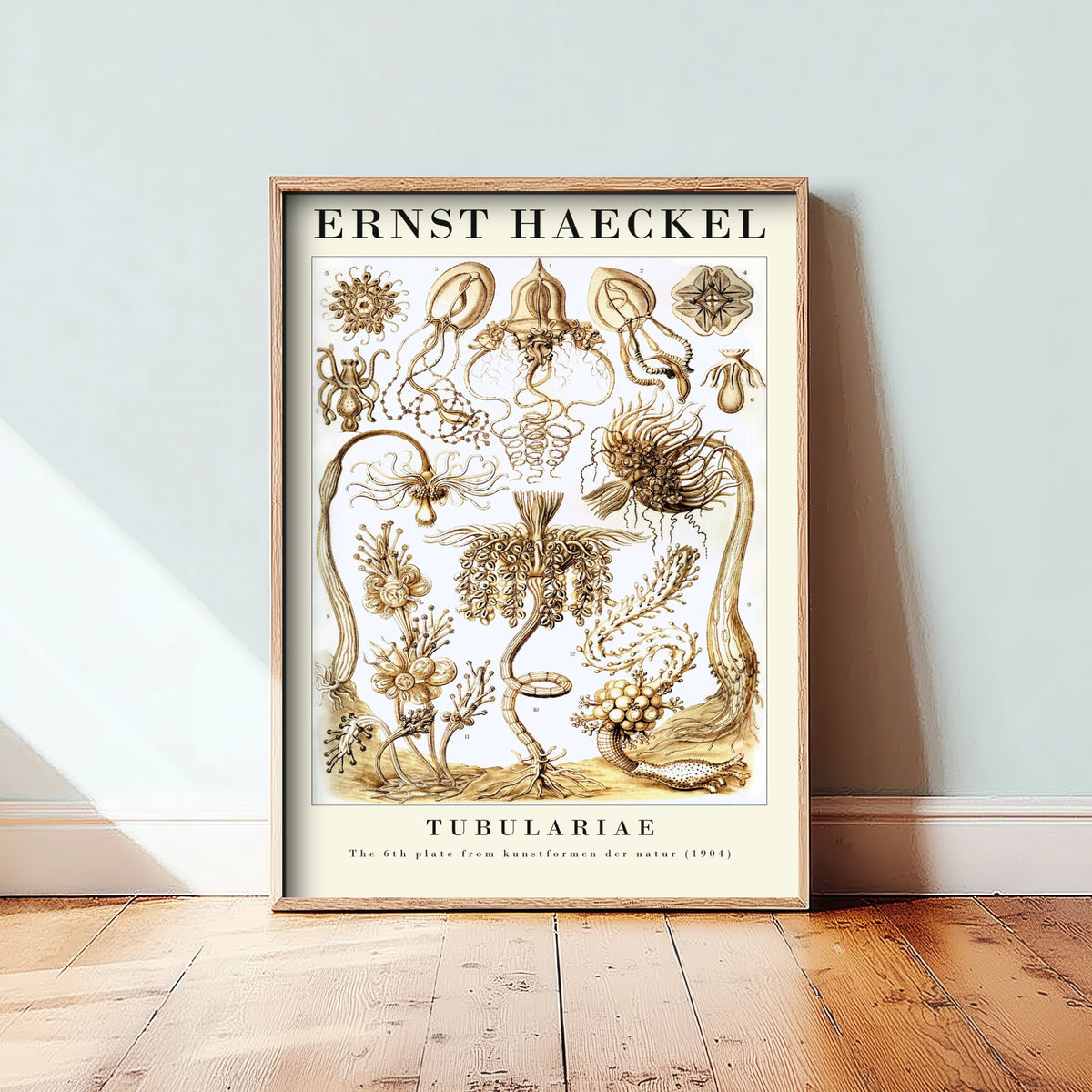 Hydroids Art Print - Ernst Haeckel Poster - Tubulariae Plate 6 - Art Forms in Nature Vintage Illustration