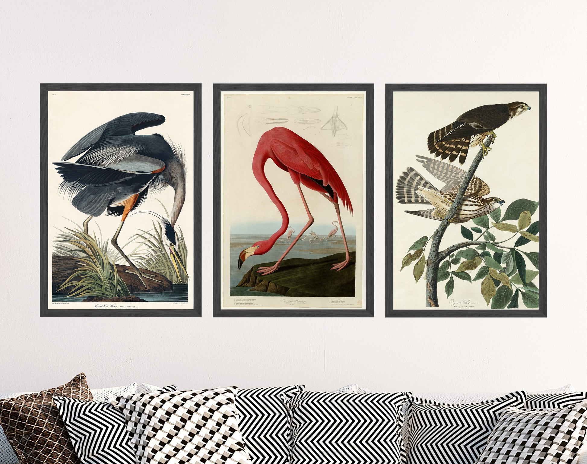 Set of Three John James Audubon Prints - 3 Classic Paintings - Photo Poster Wall Art Gift Giclée - Flamingo, Pigeon Hawk, Great Blue Heron