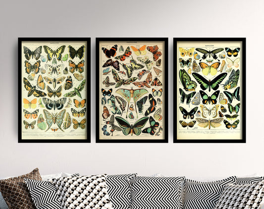 Set of Three Vintage Butterfly Prints - 3 Adolphe Millot Paintings - Photo Poster Wall Art Gift Giclée Museum Quality Décor Botanical