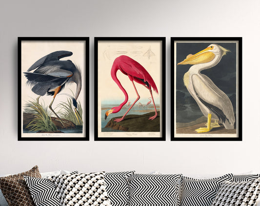 Set of Three John James Audubon Prints - 3 Classic Paintings - Poster Wall Art Giclée - Flamingo, American White Pelican, Great Blue Heron