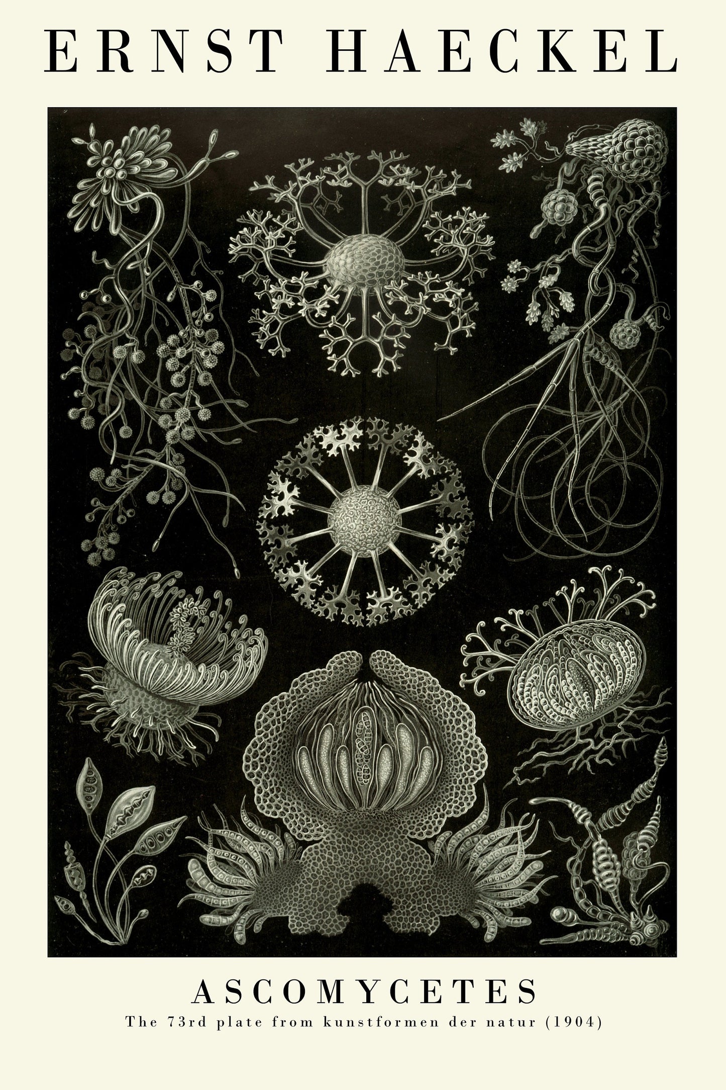 Set of Three Vintage Ernst Haeckel Botanical Prints - The Black and White Collection - Painting Poster Wall Art Gift Botany Botanical B&W