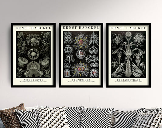 Set of Three Vintage Ernst Haeckel Botanical Prints - The Black and White Collection - Painting Poster Wall Art Gift Botany Botanical B&W