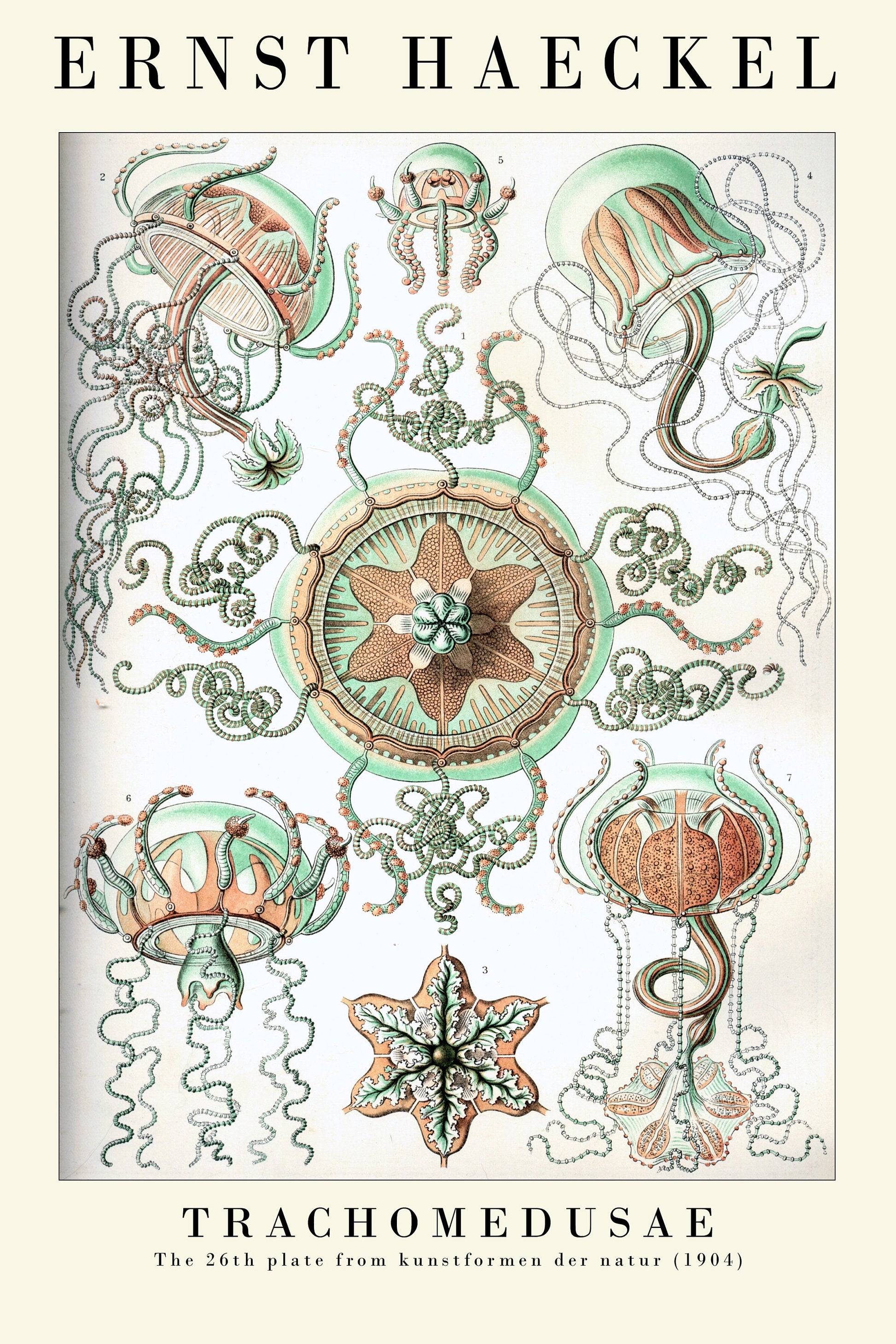 Set of Three Vintage Ernst Haeckel Marine Prints - The Jellyfish Collection - Painting Poster Wall Art Gift Botany Botanical Jelly Fish